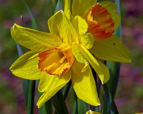 bloom jonquil